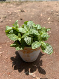 Fittonia