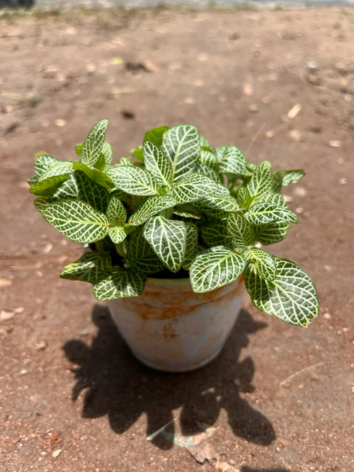 Fittonia alternate view