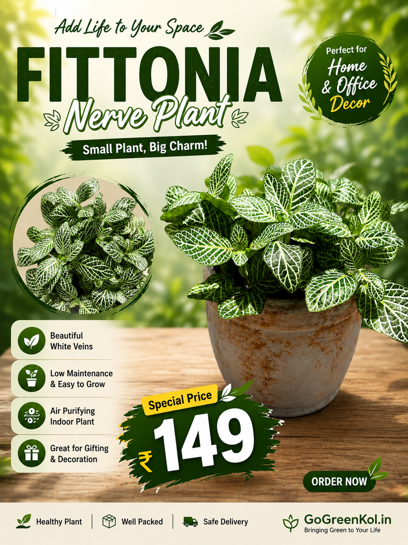 Fittonia