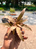 Cryptanthus Brown