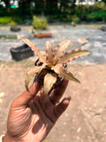 Cryptanthus Brown