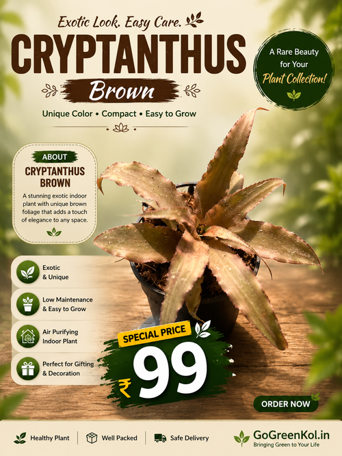 Cryptanthus Brown