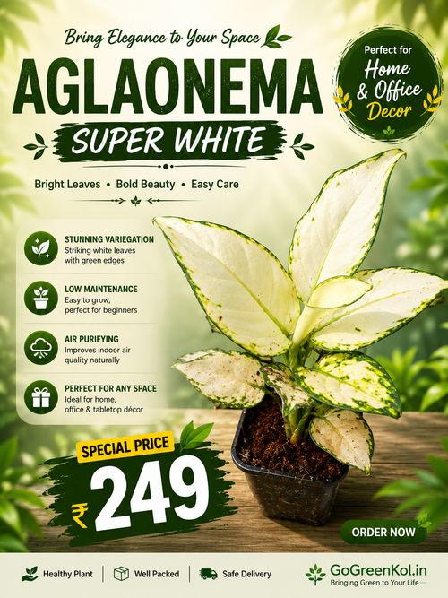 Aglaonema Super White