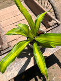 Dracaena Gold Cord