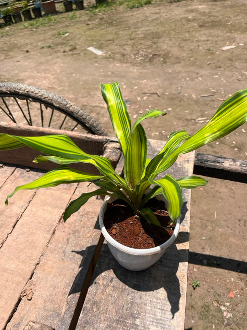 Dracaena Gold Cord alternate view