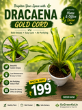Dracaena Gold Cord
