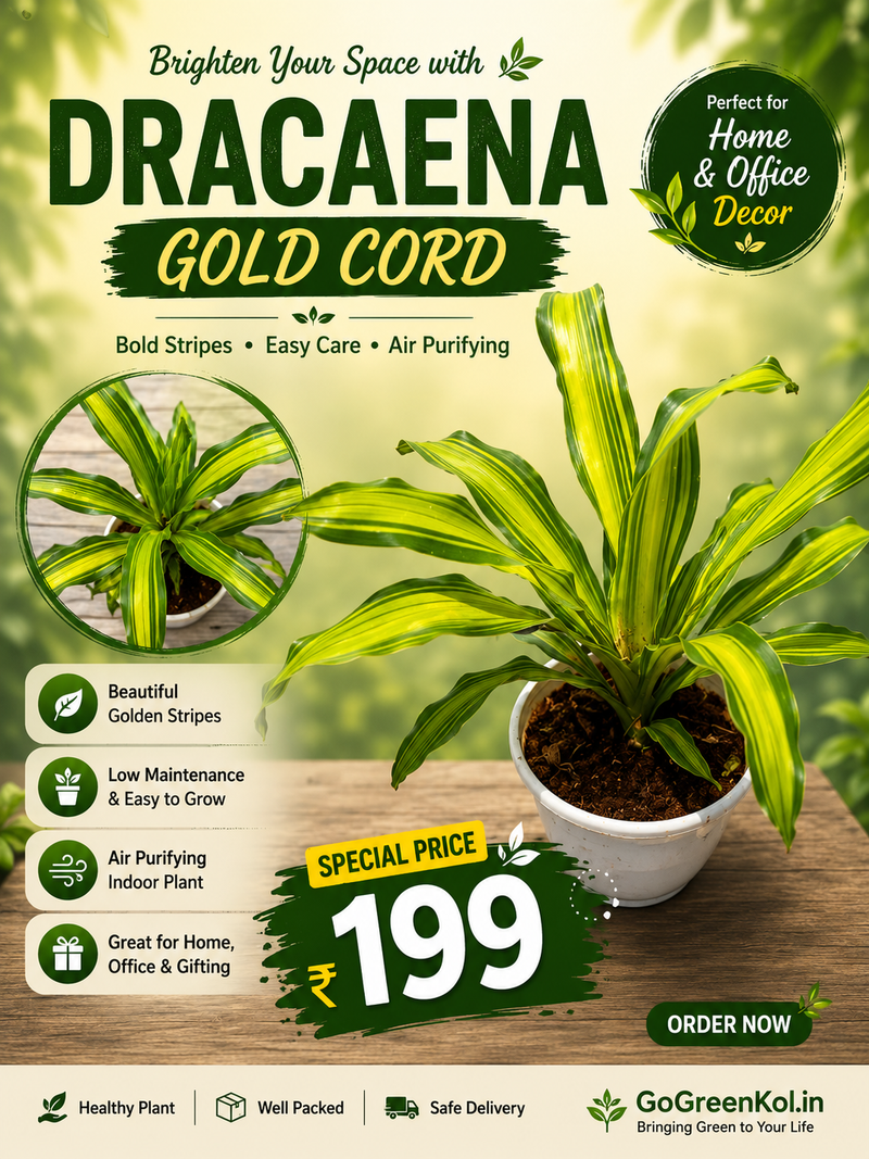 Dracaena Gold Cord