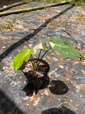 Monstera Thai Constellation
