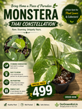 Monstera Thai Constellation