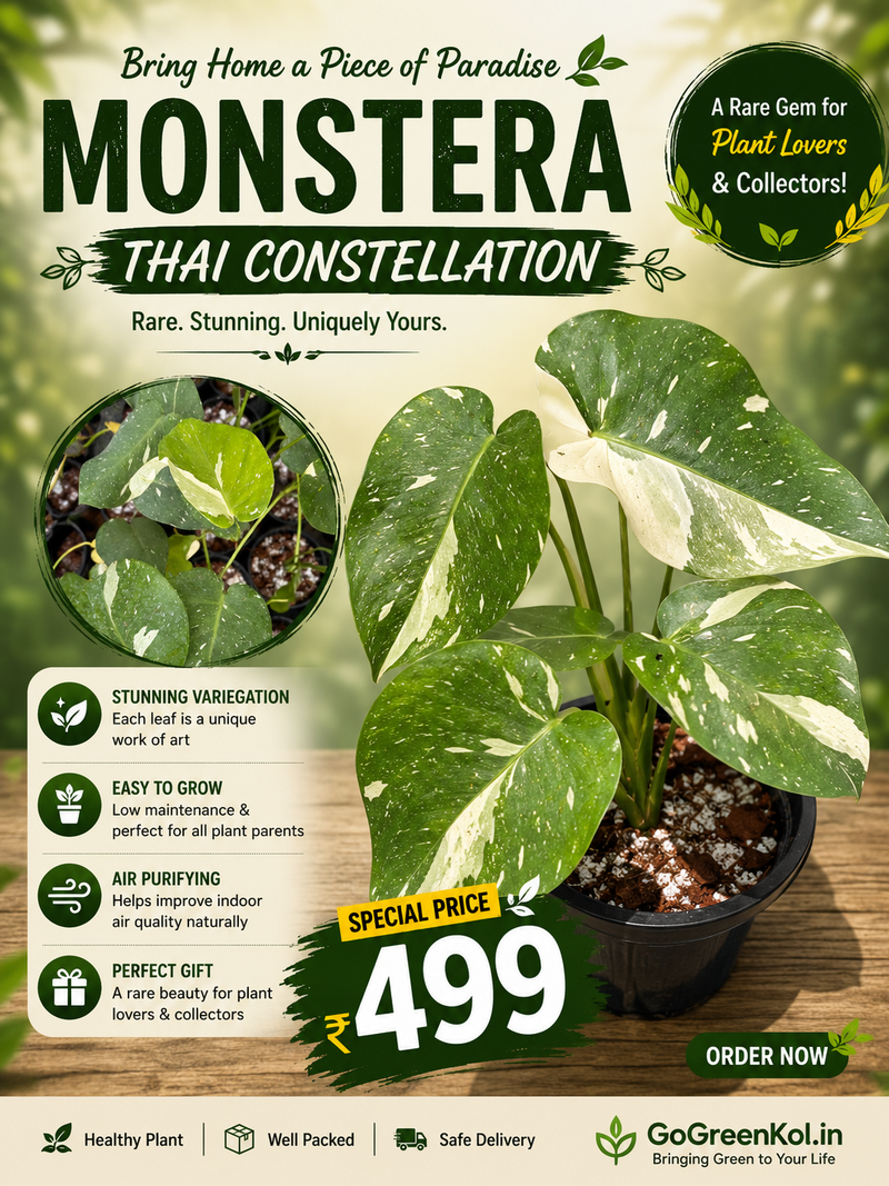Monstera Thai Constellation