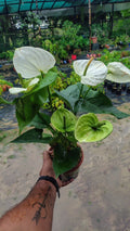 Anthurium Giant