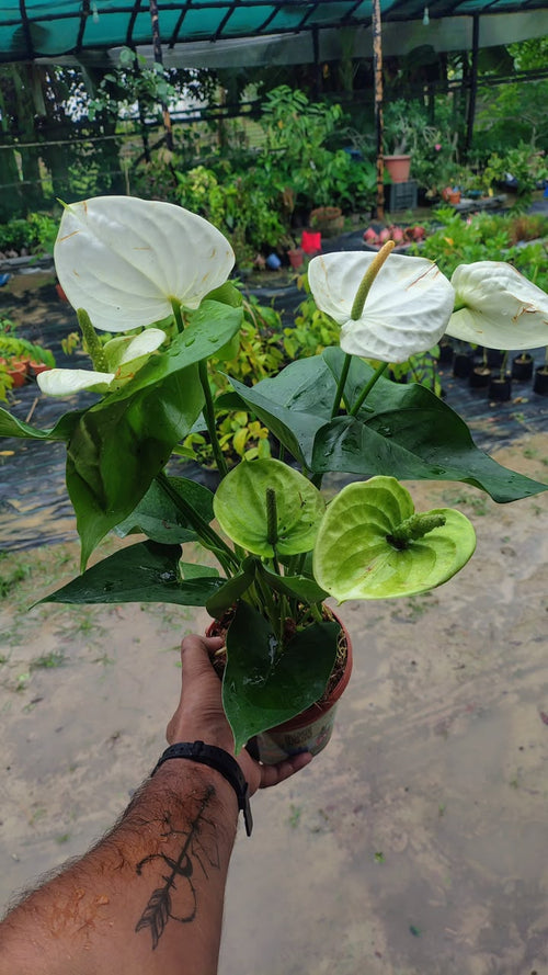 Anthurium Giant White