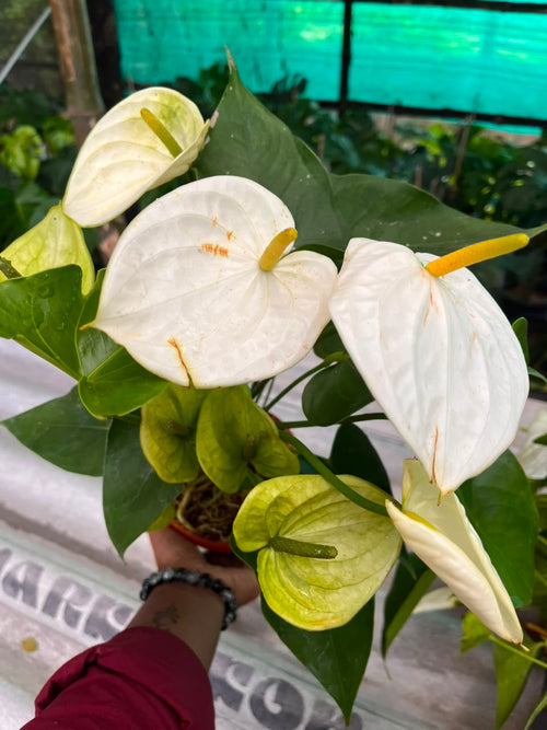 Anthurium Giant White alternate view