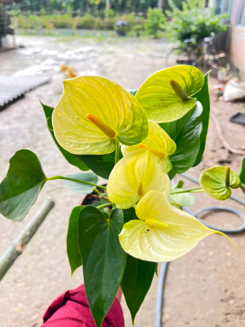 Anthurium Giant Yellow