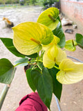 Anthurium Giant Yellow