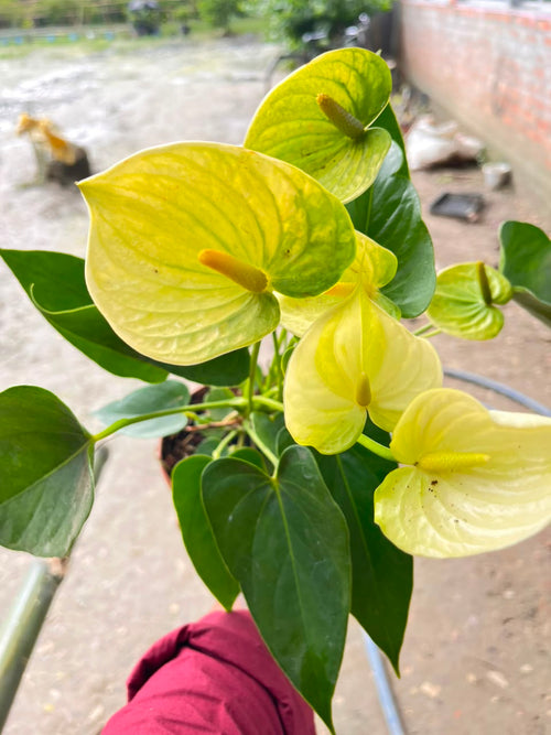 Anthurium Giant Yellow alternate view