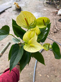 Anthurium Giant Yellow