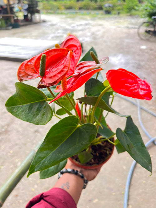 Anthurium Giant Orange