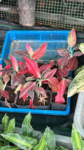 Aglaonema Red Desire