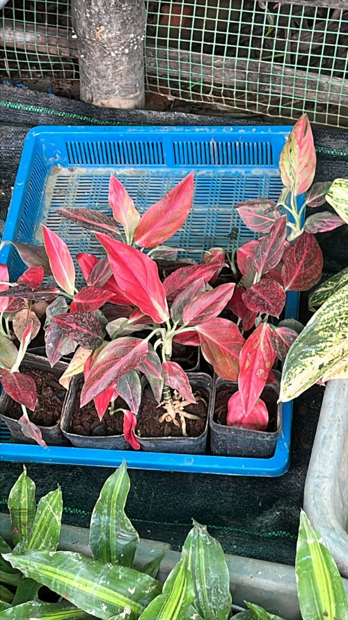 Aglaonema Red Desire alternate view