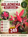 Aglaonema Red Desire