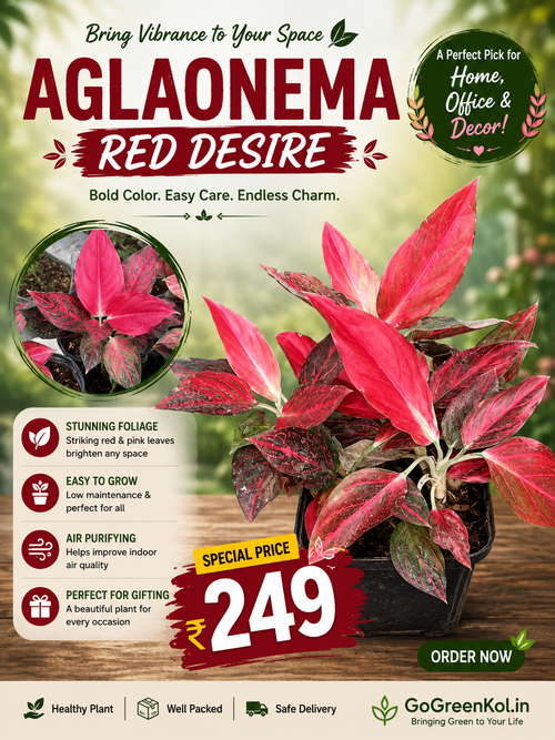 Aglaonema Red Desire