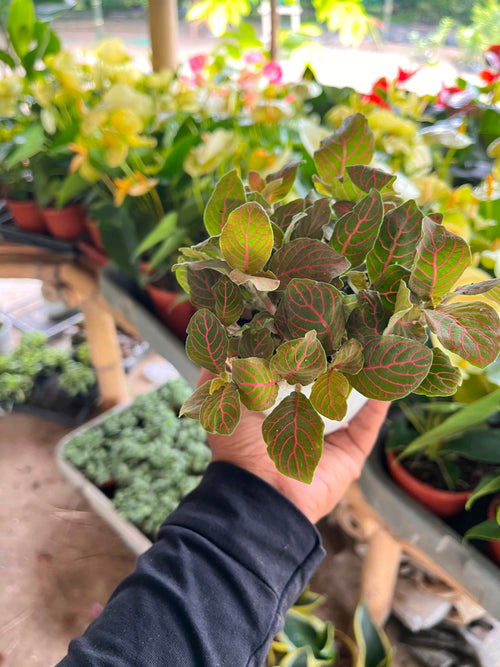 Fittonia Pink
