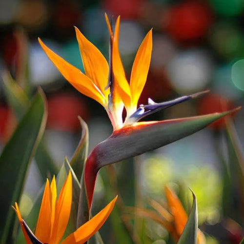 Bird of Paradise Orange