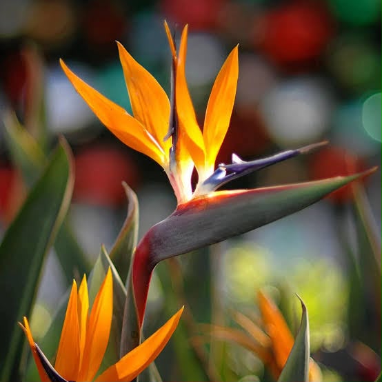 Bird of Paradise Orange