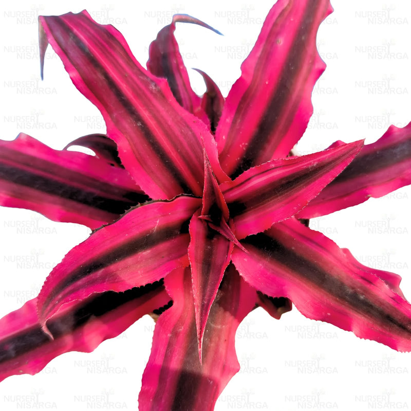 Cryptanthus Pink