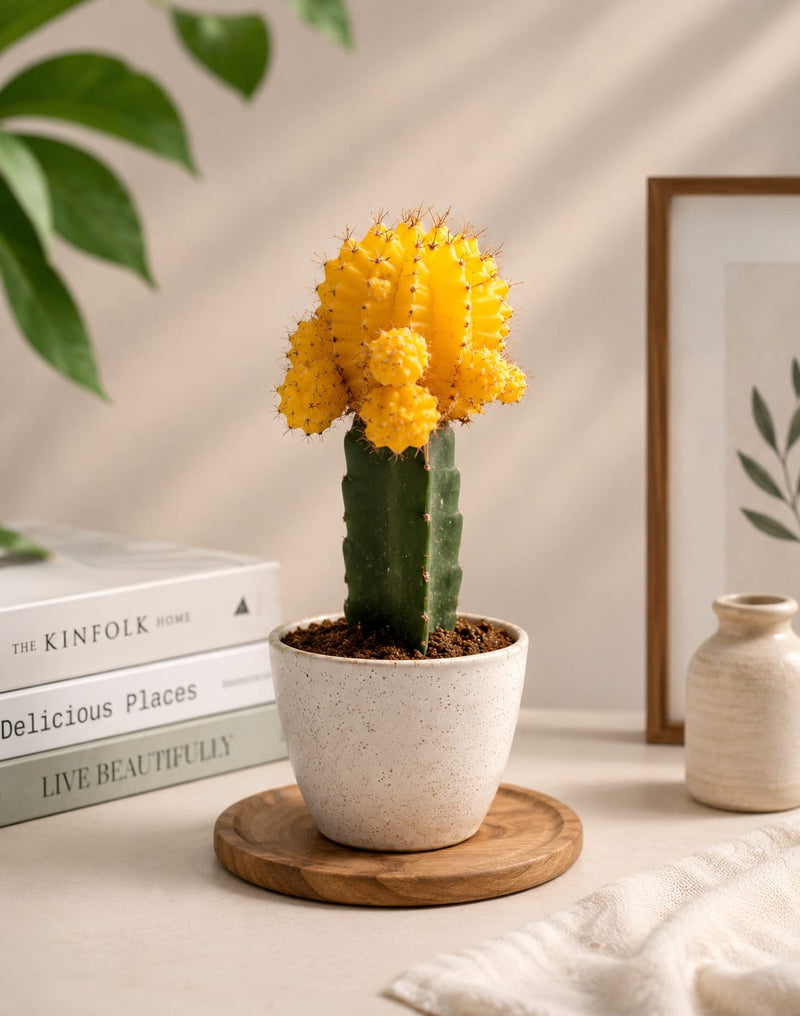 Yellow Moon Cactus