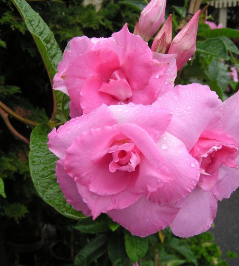 Mandevilla Double Pink
