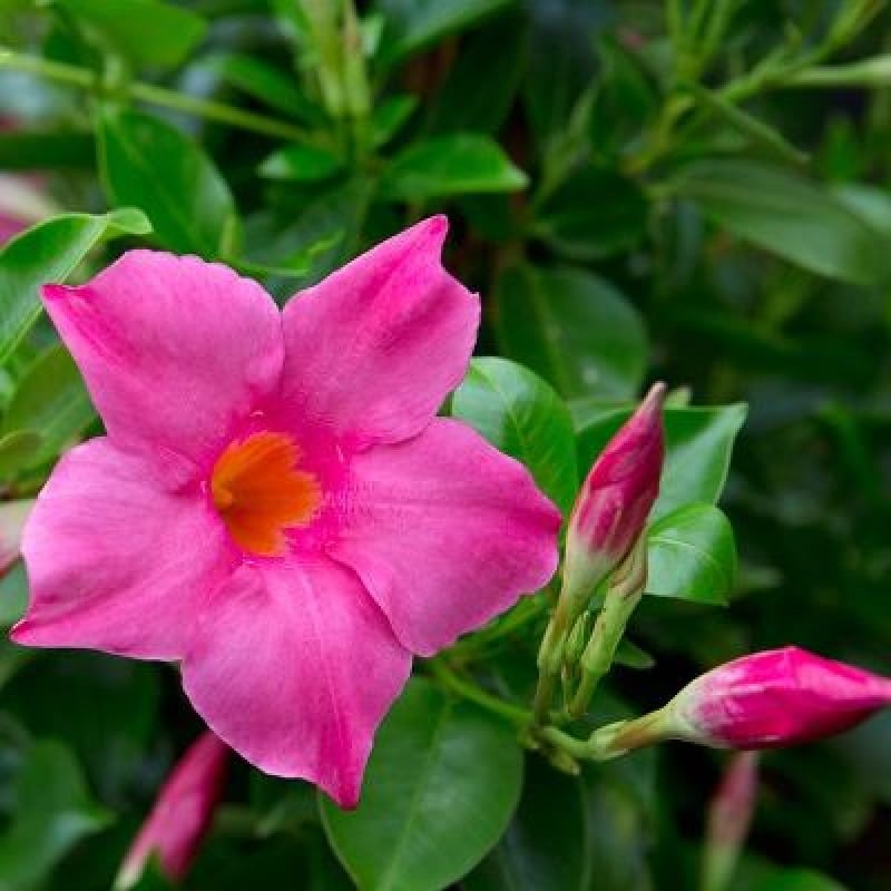 Mandevilla Pink