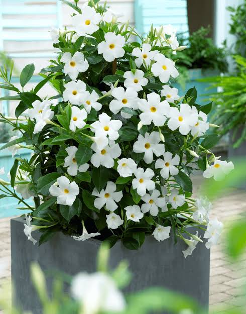 Mandavilla White