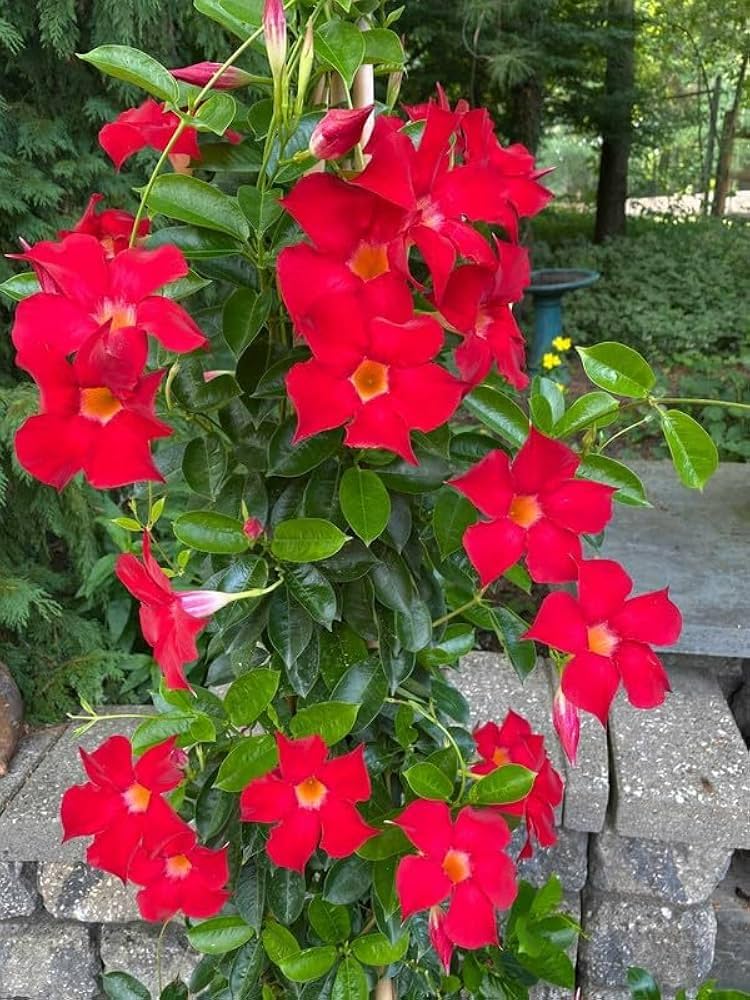 Mandevilla Red