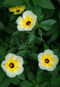 Buttercup (Outdoor Plant)