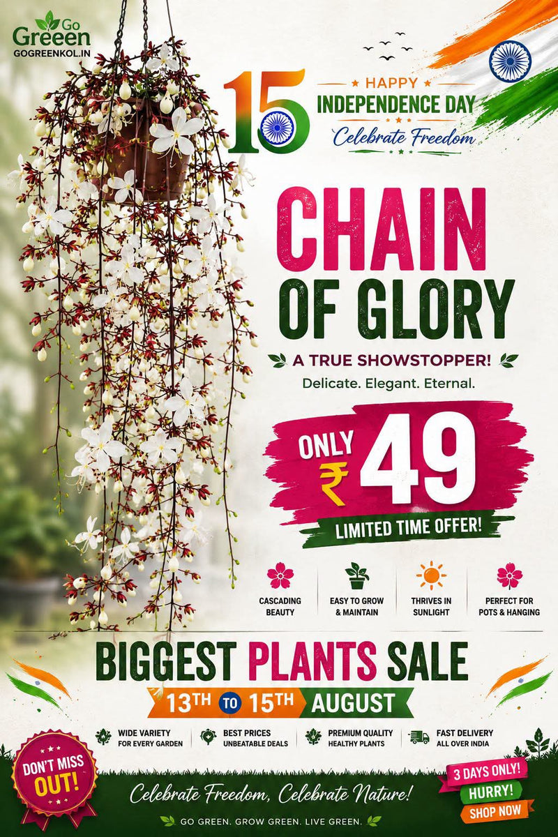 Chain Of Glory