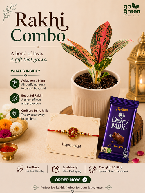 Rakhi Combo 3