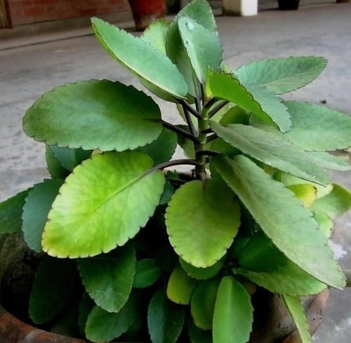 Kalanchoe