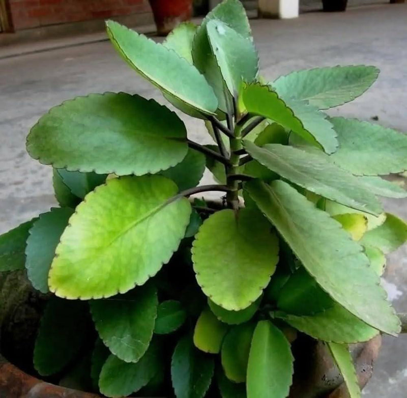 Kalanchoe