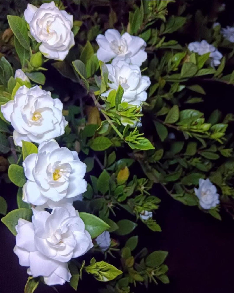 Hybrid Gondharaj Flower