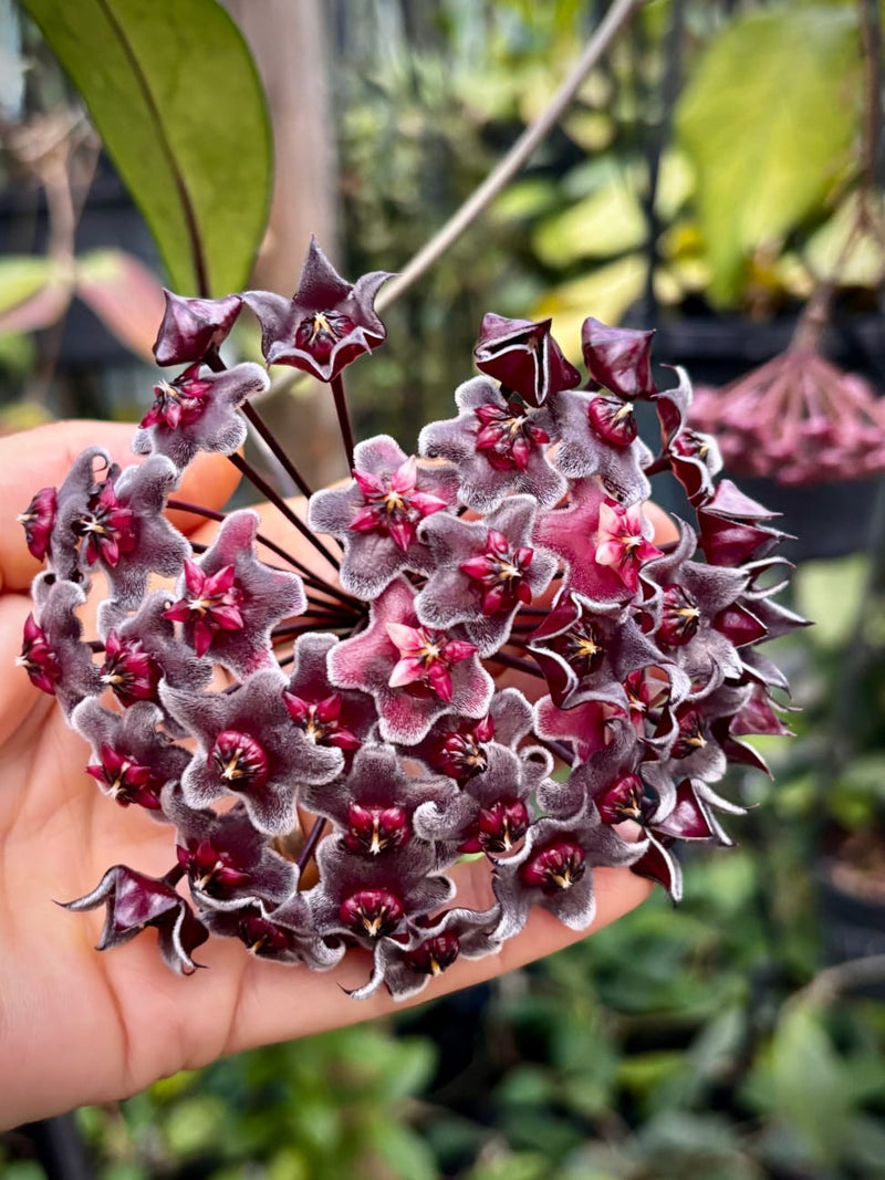 Hoya Pubicalyx