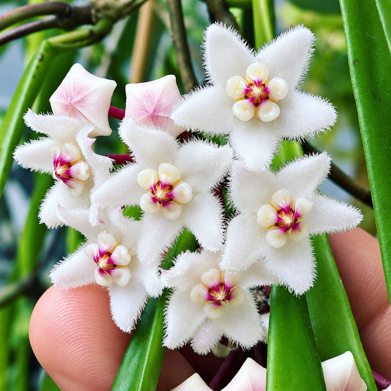 Hoya Longifolia