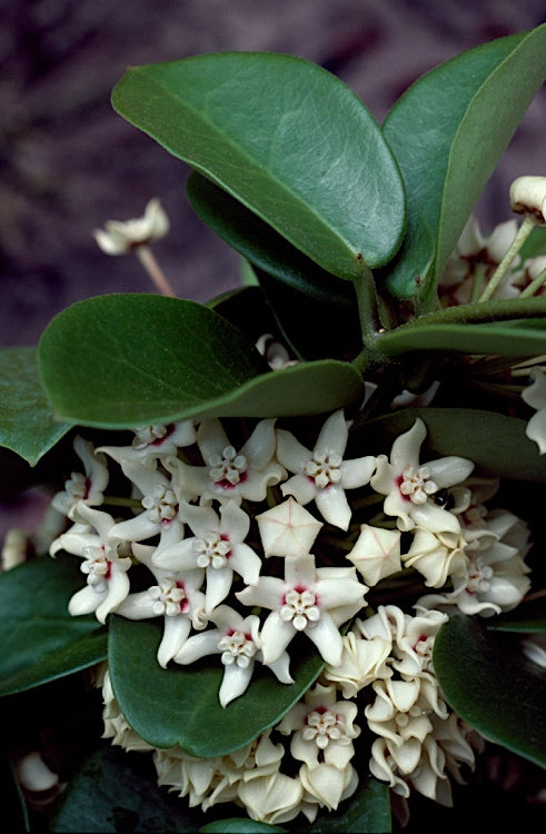 Australis