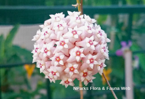 Hoya Latifolia