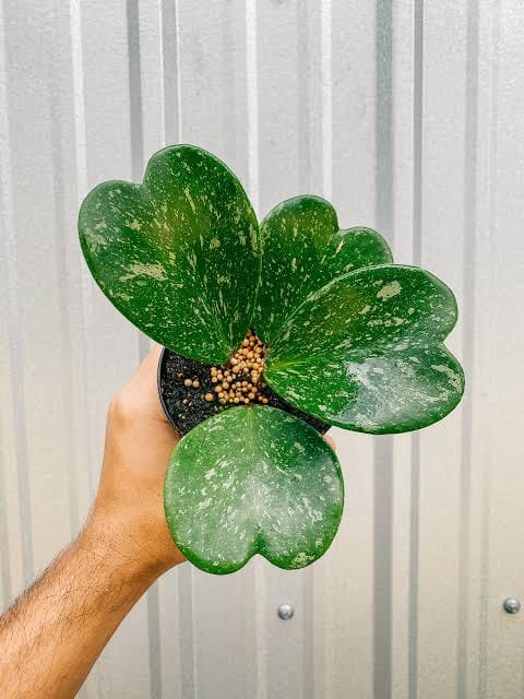 Hoya Kerri Splash