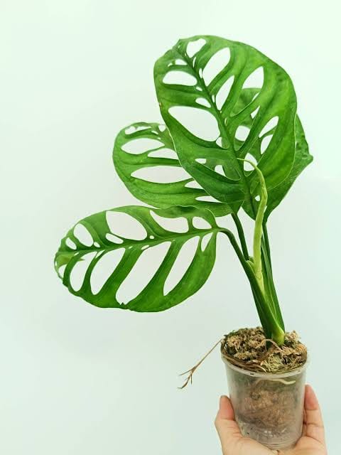 Monstera Esqueleto