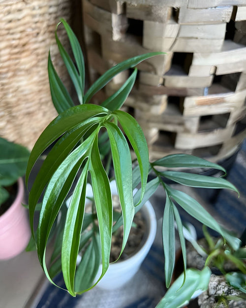 Monstera Subpinnata