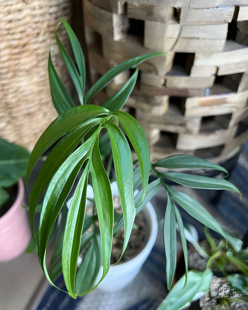 Monstera Subpinnata