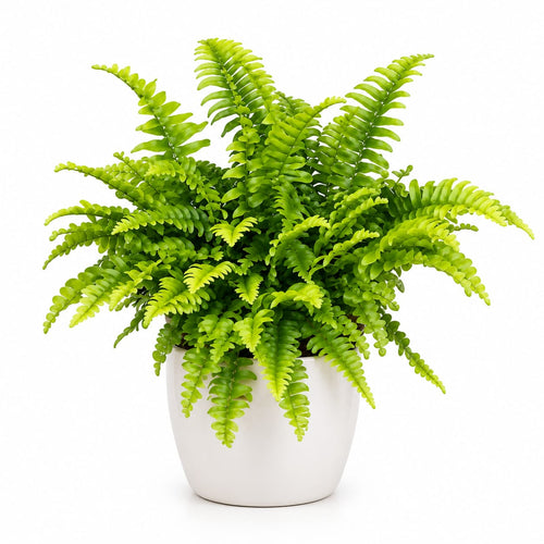 Boston Fern